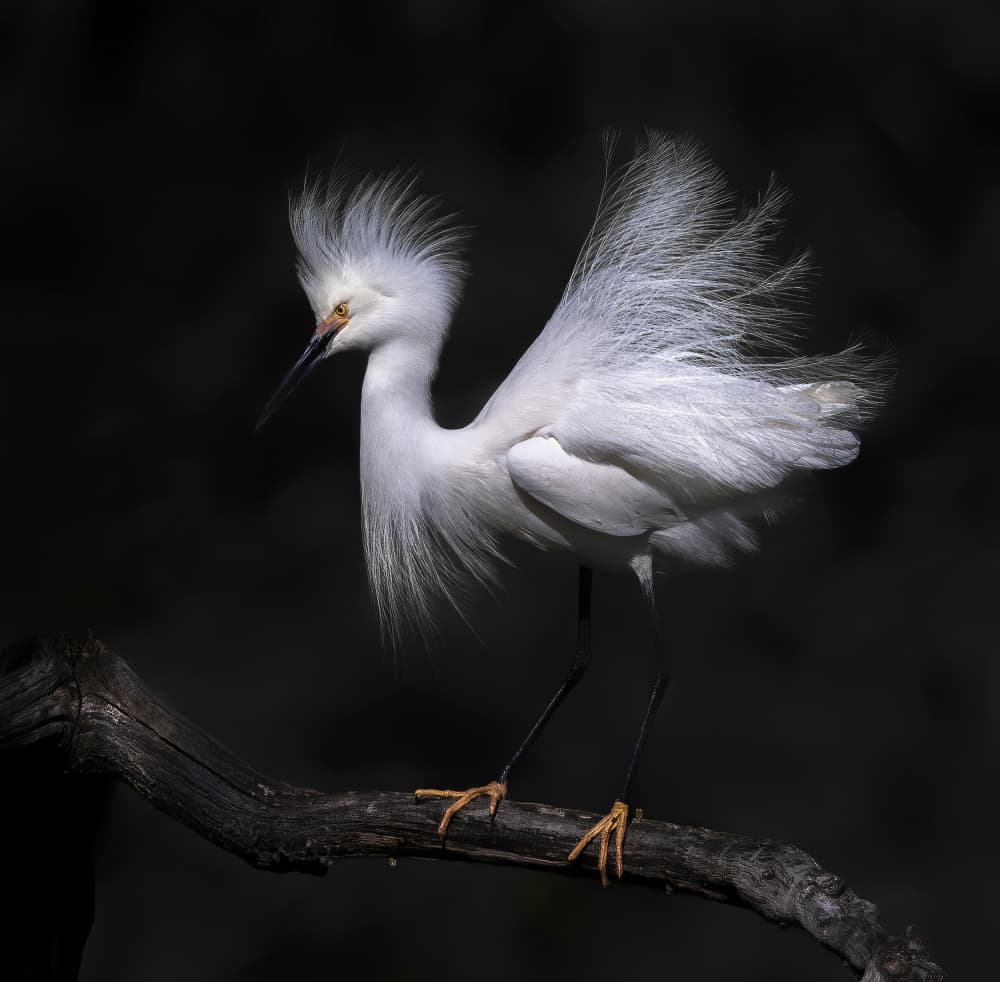 Graceful Snowy Egret by Judy Tseng — canvas wall art