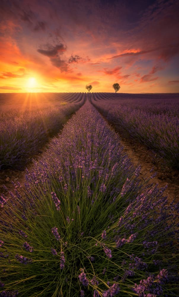 Lavender Field Sunset by joanaduenas — canvas wall art