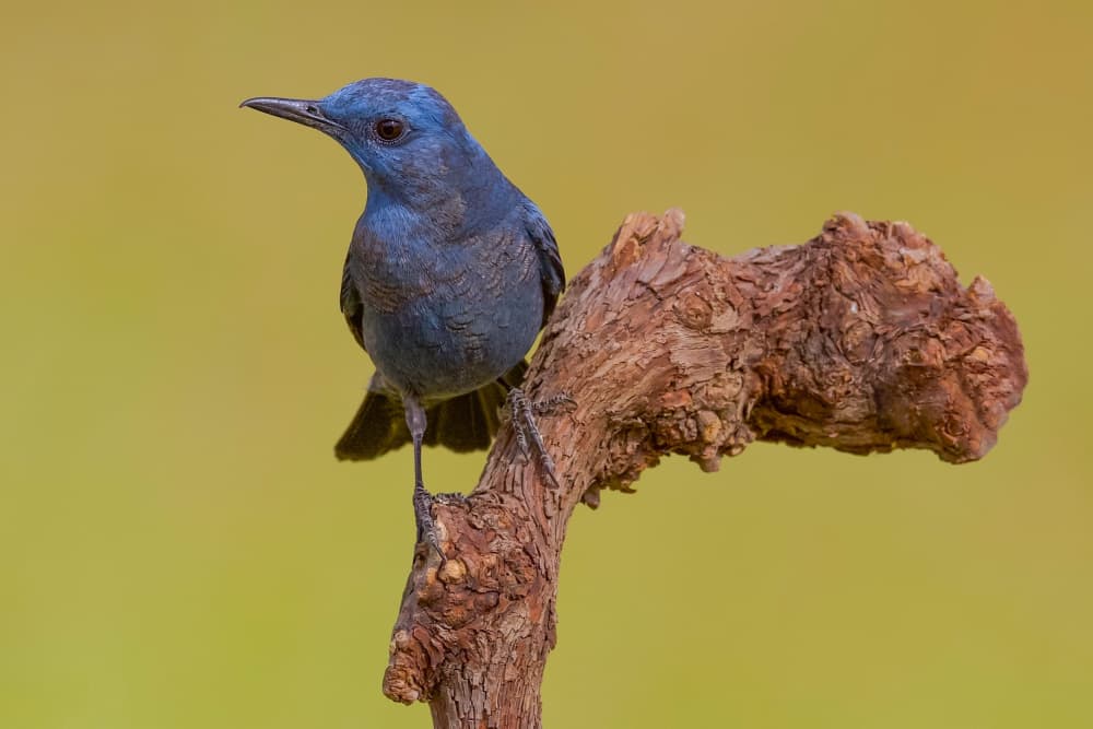 Vibrant Blue Bird Perched by David Manusevich — canvas wall art