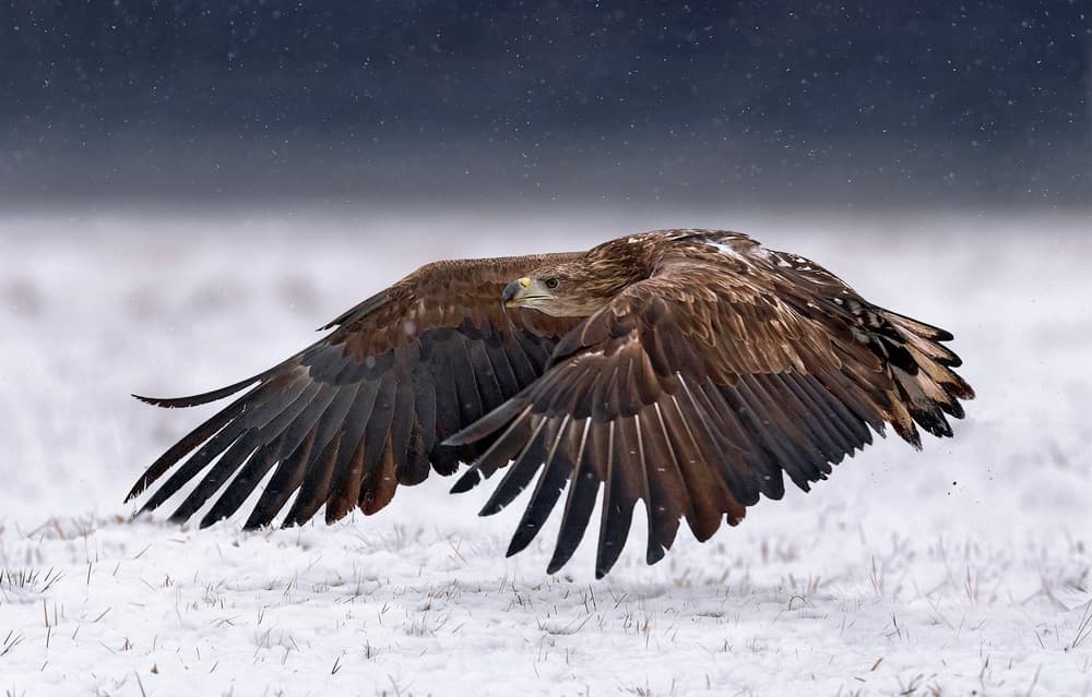 Majestic Eagle Winter Flight by Xavier Ortega — canvas wall art