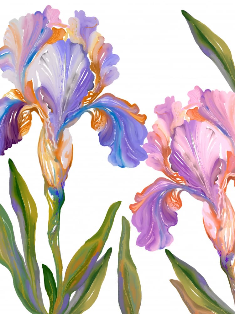 Colorful Iris Blooms by Josie George — canvas wall art