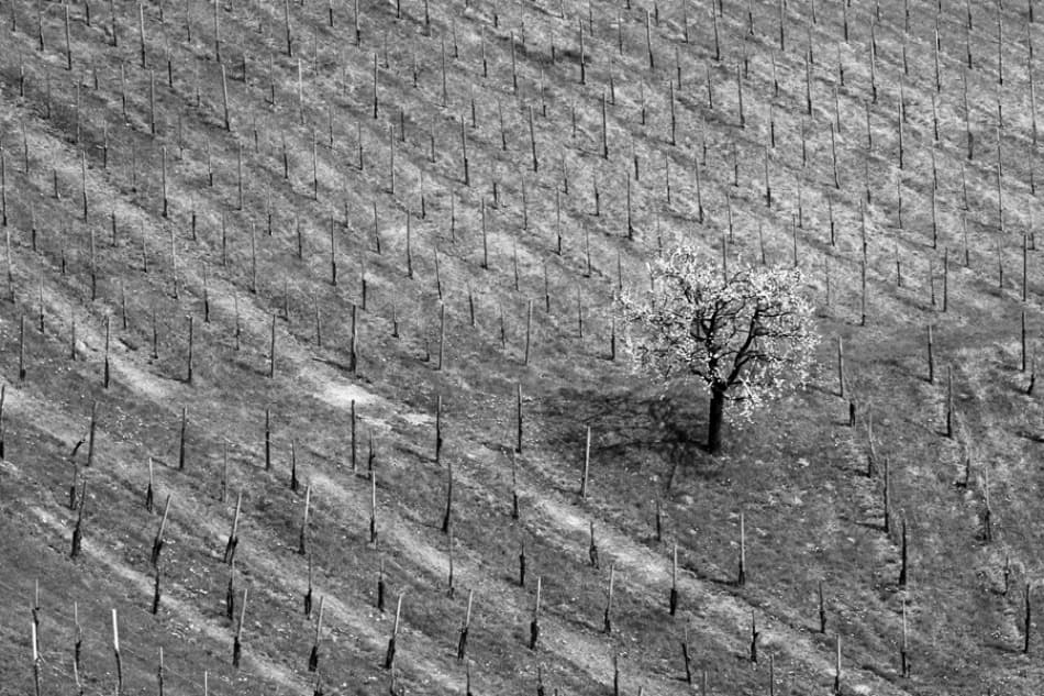 Lone Vineyard Bloom by Jure Kravanja — canvas wall art