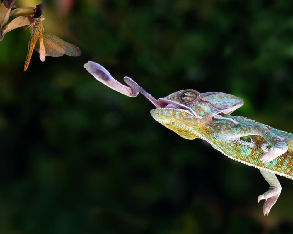 Chameleon Catches Dragonfly by Antonyus Bunjamin (Abe) — canvas wall art