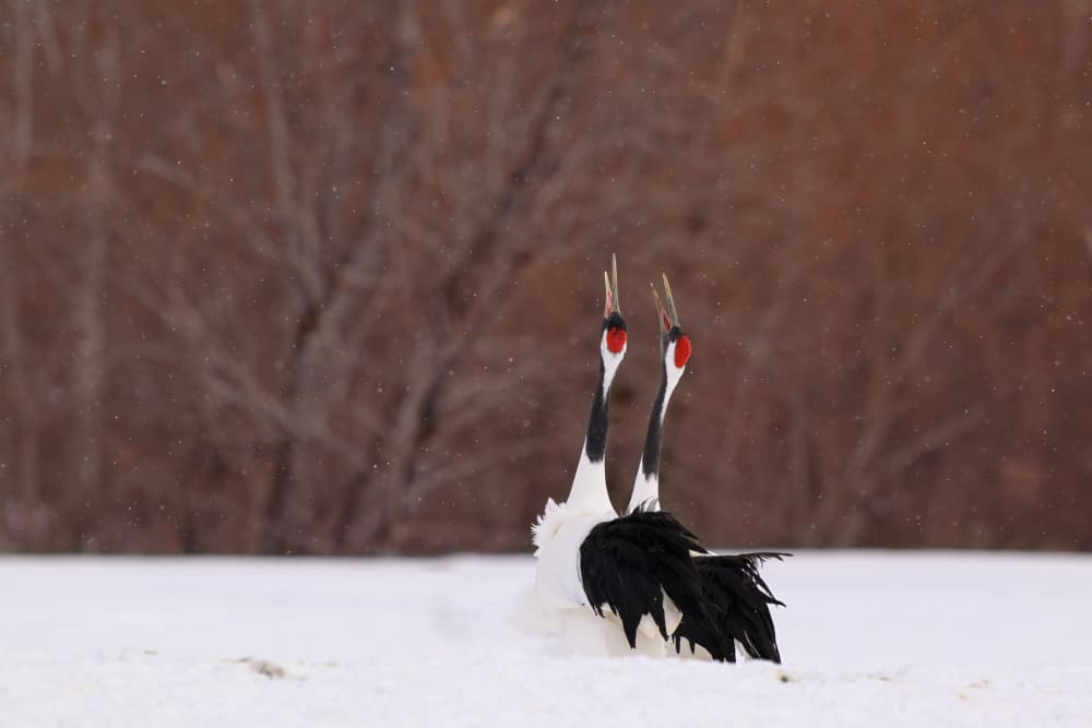 Winter Cranes Serenade by Mike He — canvas wall art