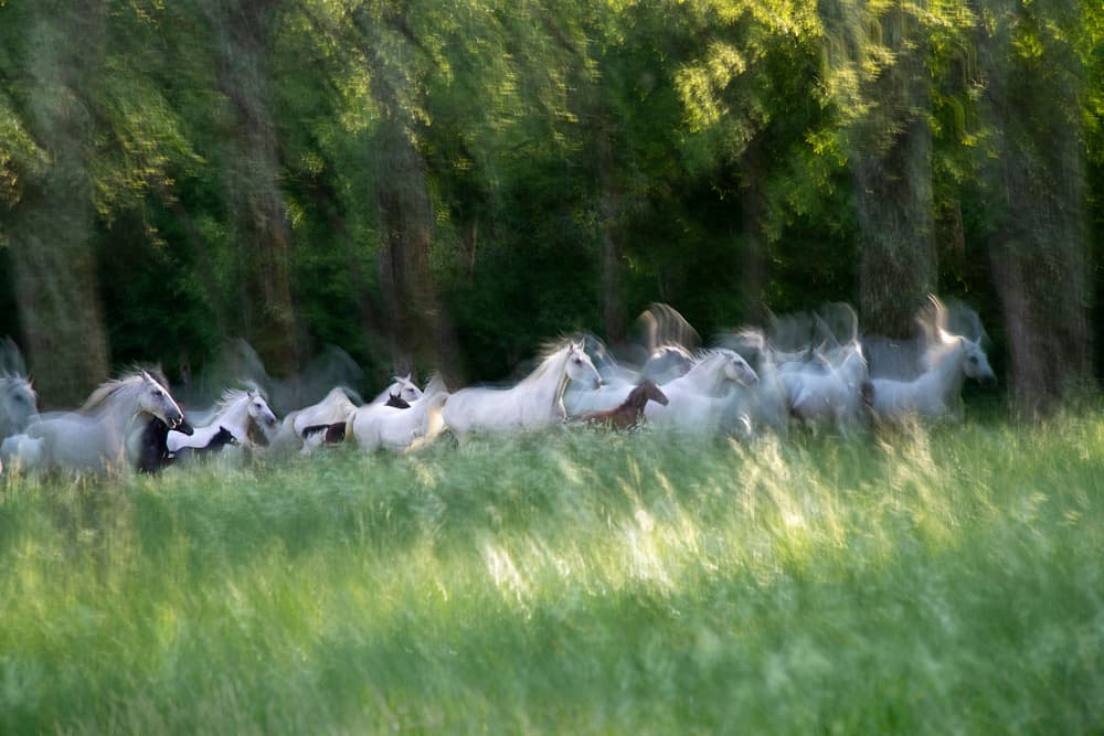 Galloping Through Grass by Milan Malovrh — canvas wall art