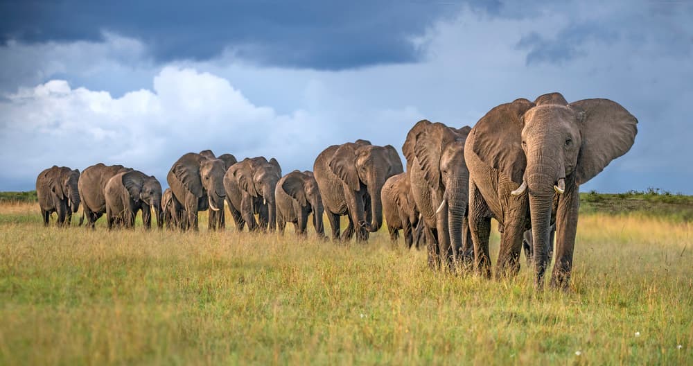 March Of The Elephants by Xavier Ortega — canvas wall art