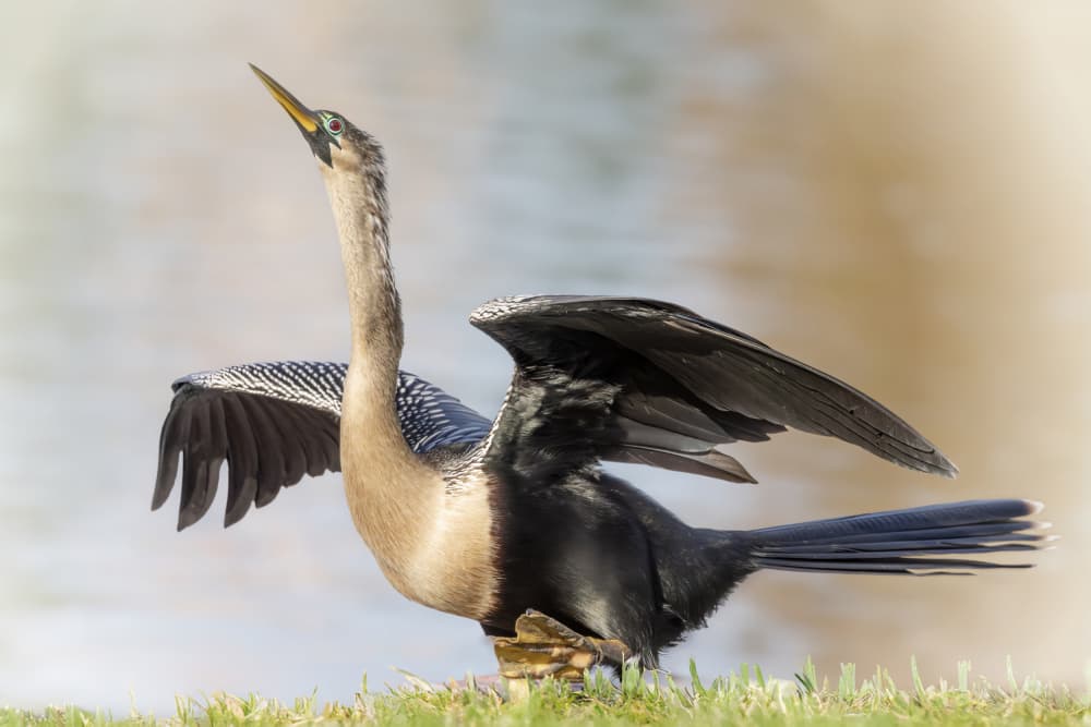 Anhinga Drying Wings by Linda D Lester — canvas wall art