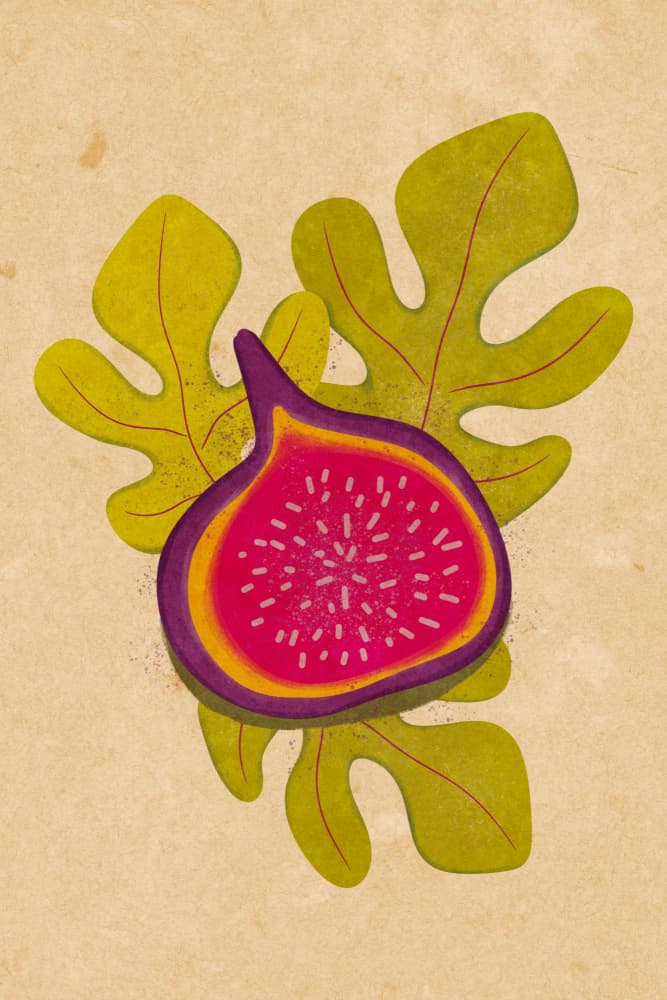 Simple fig by Raissa Oltmanns — canvas wall art