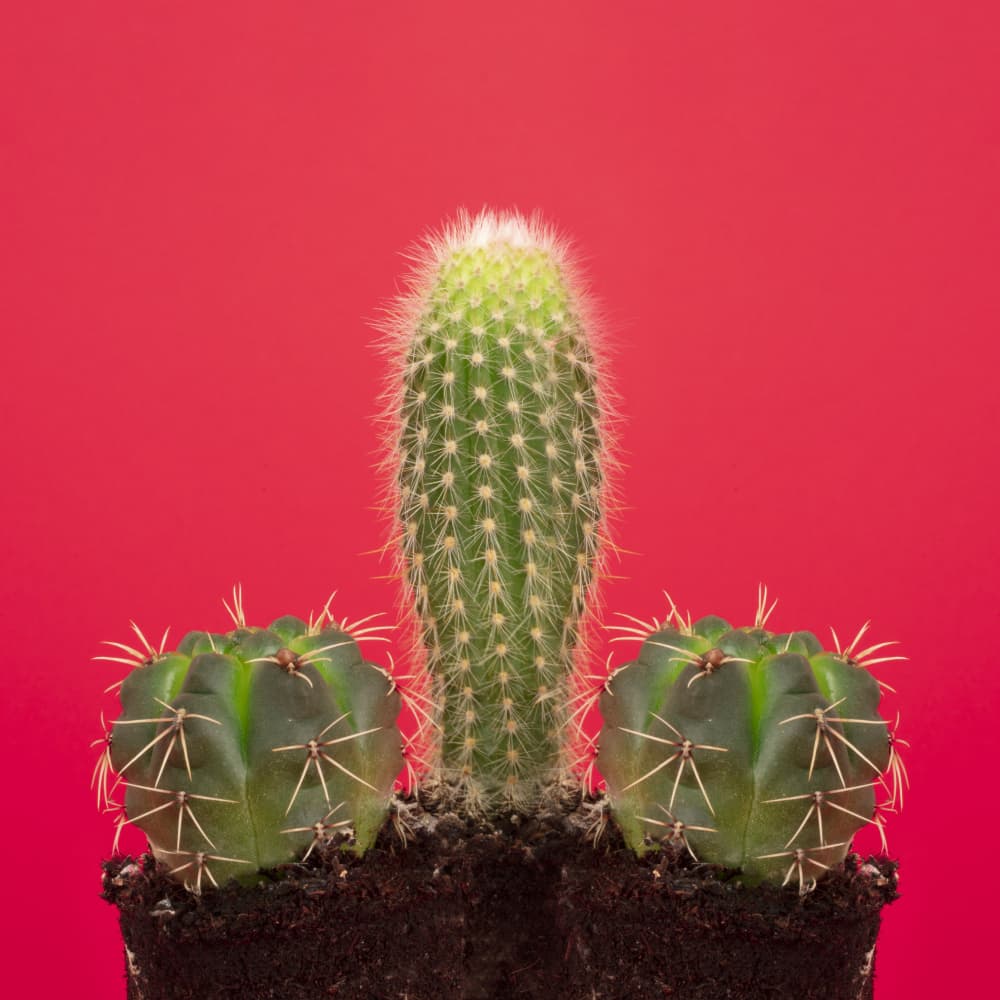 Bold Cactus Statement by Julia Ramiro — canvas wall art