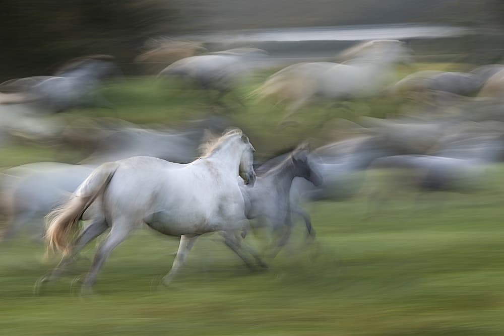 Galloping White Horses by Milan Malovrh — canvas wall art