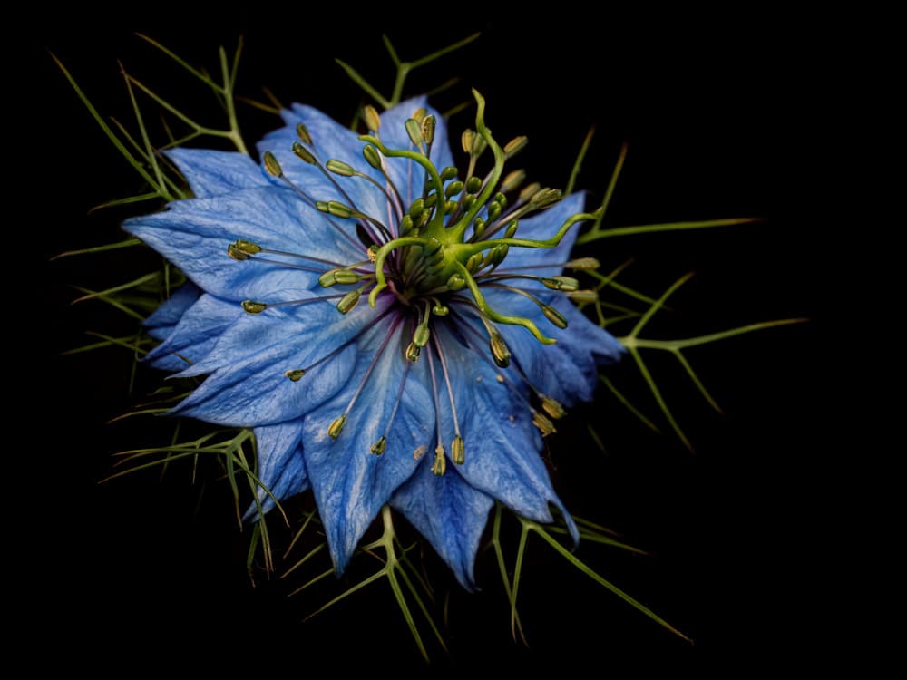 Vivid Blue Nigella Bloom by Lucie Gagnon — canvas wall art