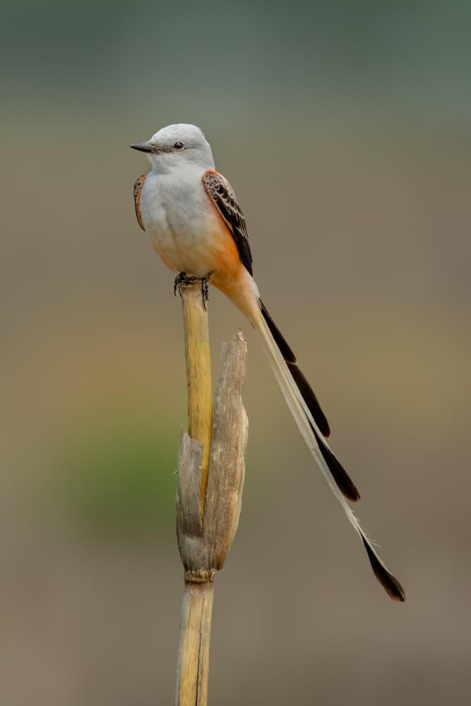 Scissor-tailed Flycatcher Perched by Jacob (Jian) Xu — canvas wall art