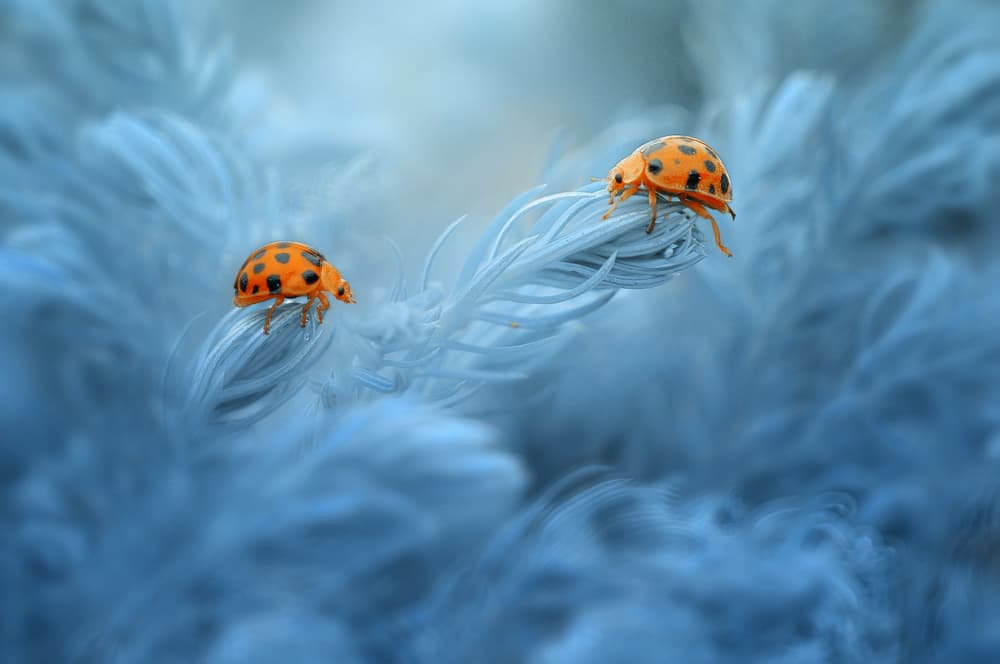 Ladybugs on Soft Feathers by Edy Pamungkas — canvas wall art