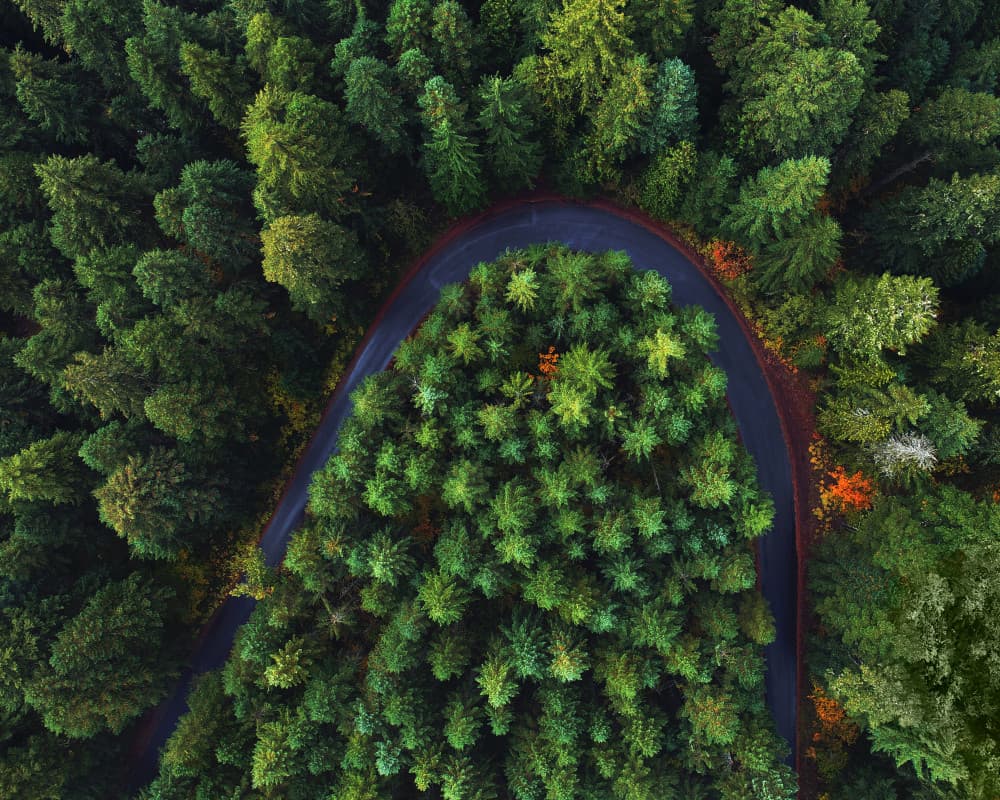 Winding Forest Road Curve by Daniel Gastager — canvas wall art
