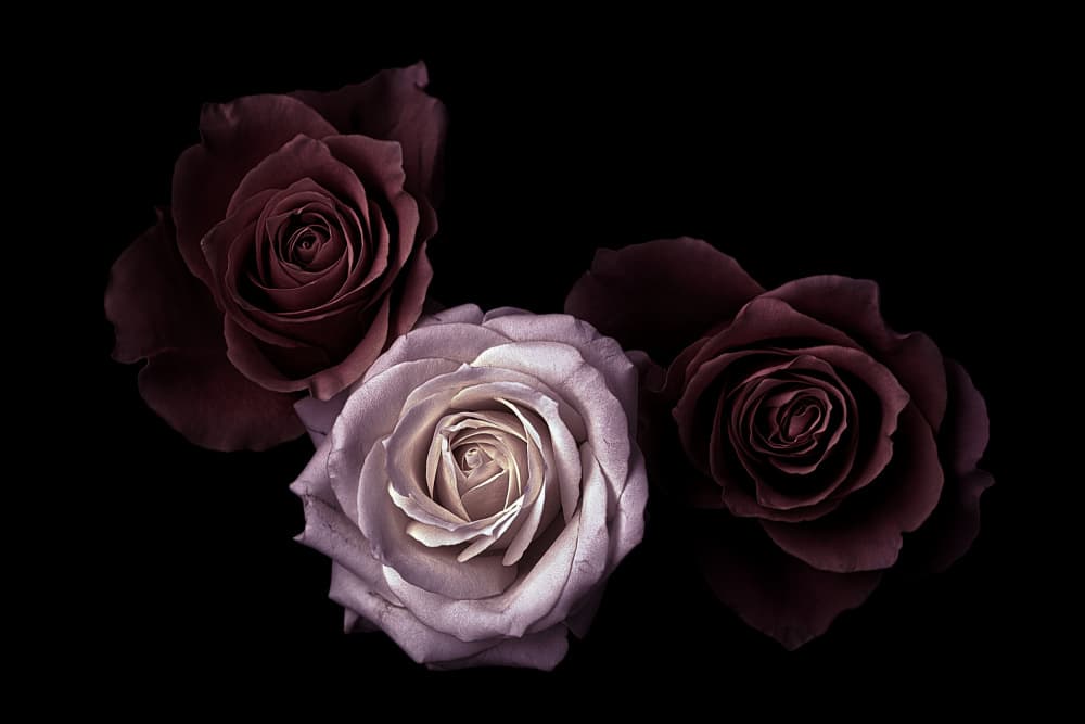 Elegant Rose Trio by Angel Julie — canvas wall art