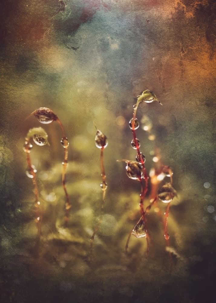 Delicate Moss Drops by Kristina Zvinakeviciute — canvas wall art