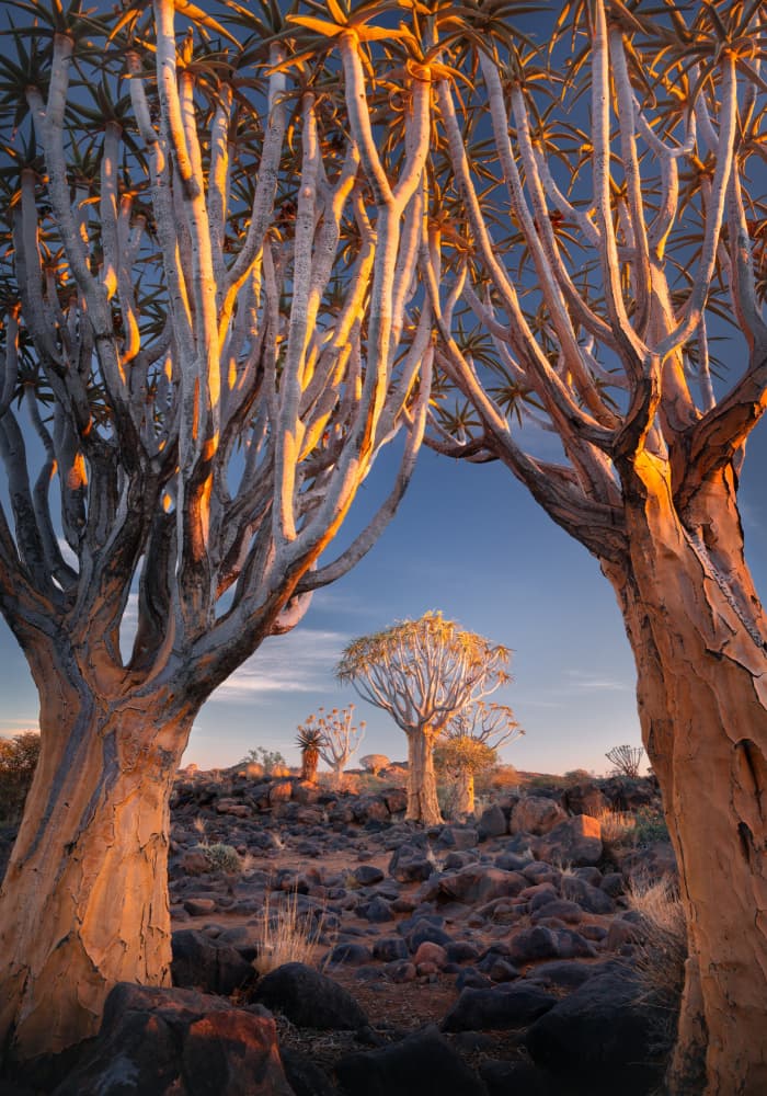 Golden Desert Quiver Trees by Karol Nienartowicz — canvas wall art