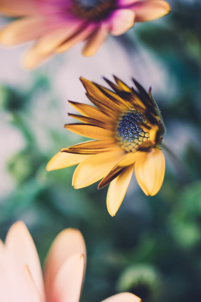 Vibrant Daisy Bloom by Javier Pardina — canvas wall art