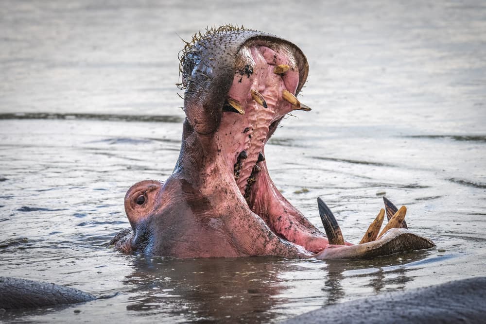 Massive Hippo Yawn by Jeffrey C. Sink — canvas wall art