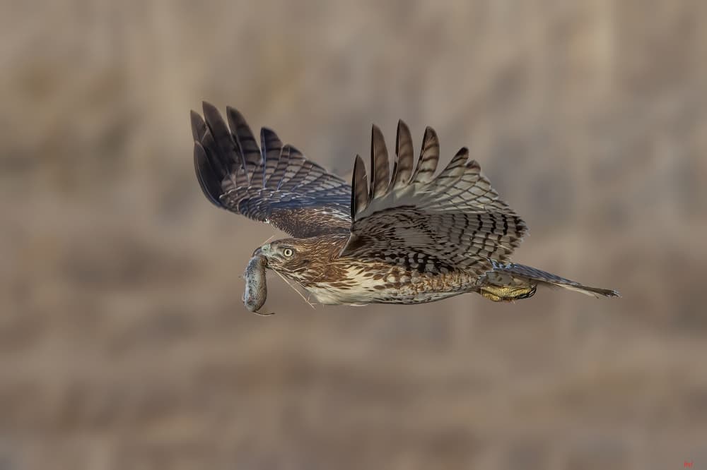 Flying Hawk Catch by Bill Lu — canvas wall art