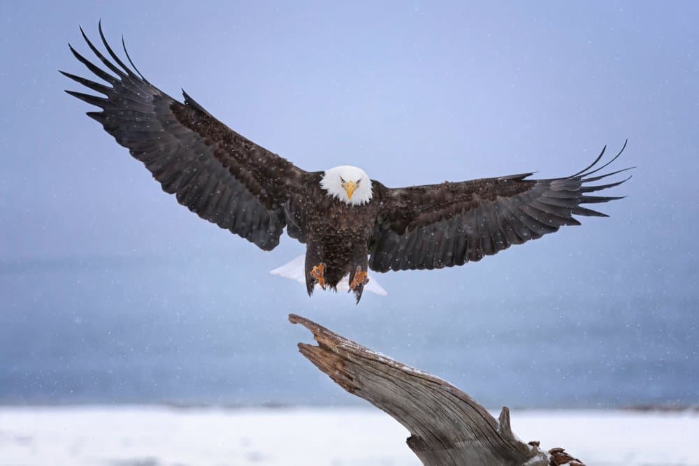 Majestic Eagle Landing by Max Wang — canvas wall art