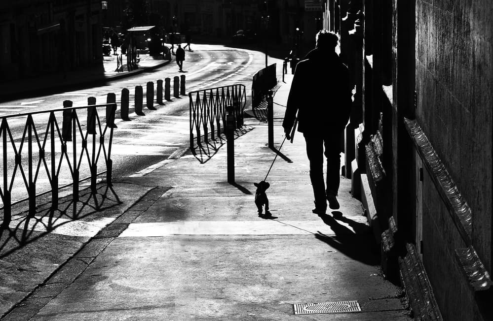 Urban Dog Walk by Bogdan Bouşcă — canvas wall art