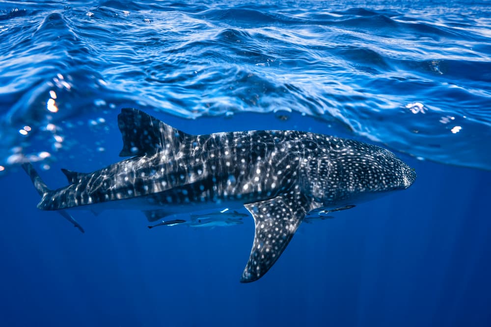 Whale Shark Ocean Swim by Barathieu Gabriel — canvas wall art