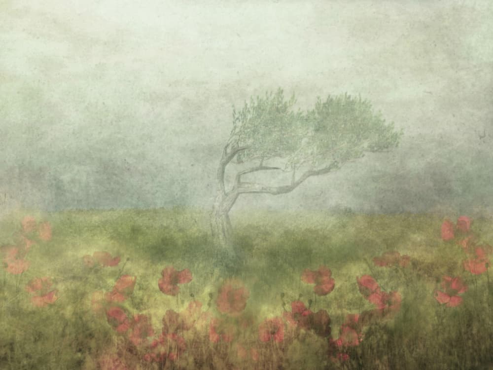 Misty Poppy Field by Delphine Devos — canvas wall art