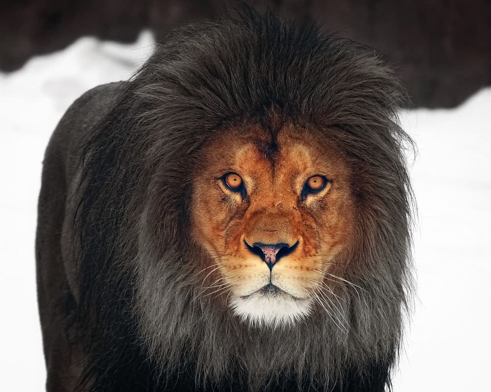 Dark Mane Lion by Antje Wenner-Braun — canvas wall art