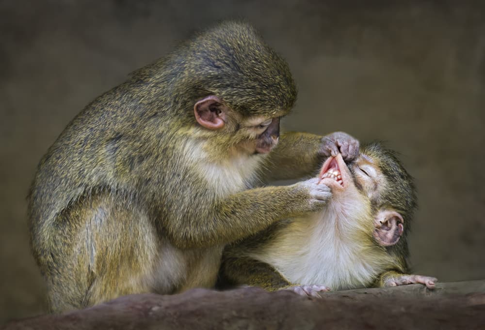 Playful Monkey Grooming by Carles Just — canvas wall art