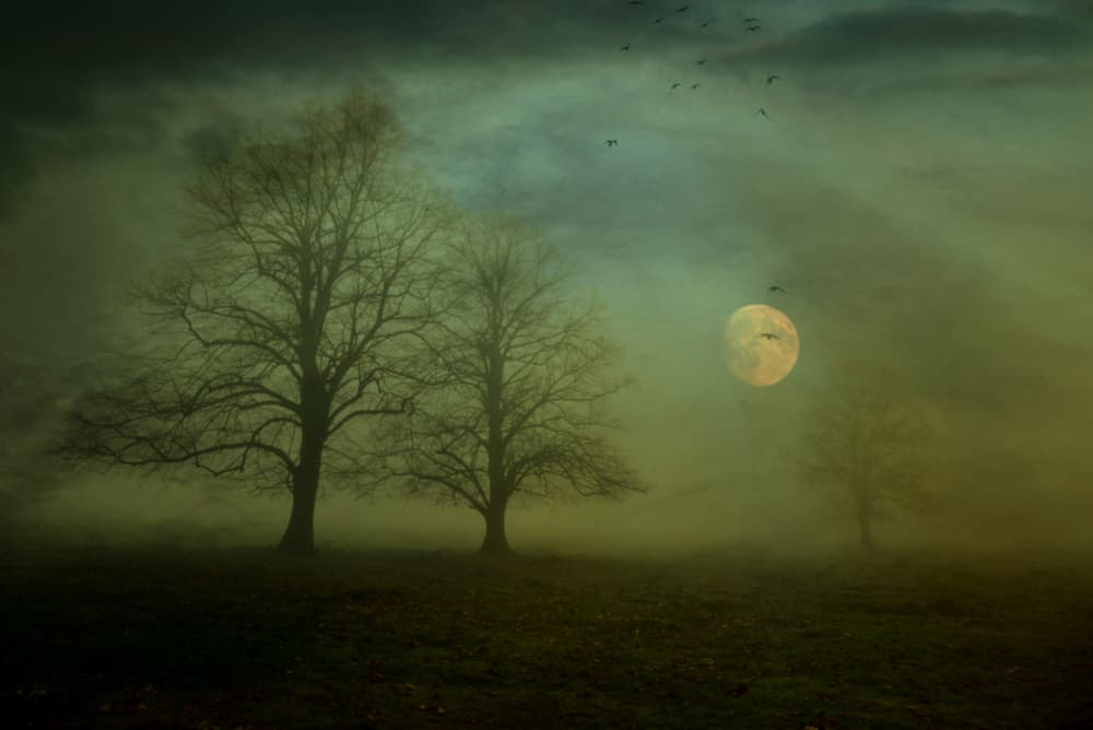 Misty Moonlit Trees by Robert Fabrowski — canvas wall art