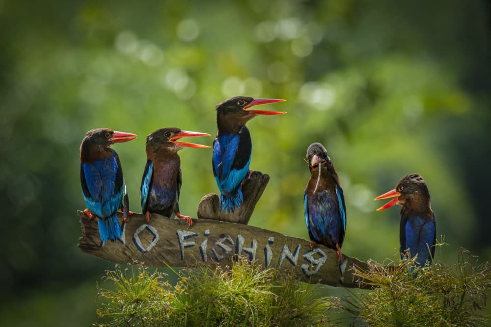 Five Kingfishers by Ajar Setiadi — canvas wall art