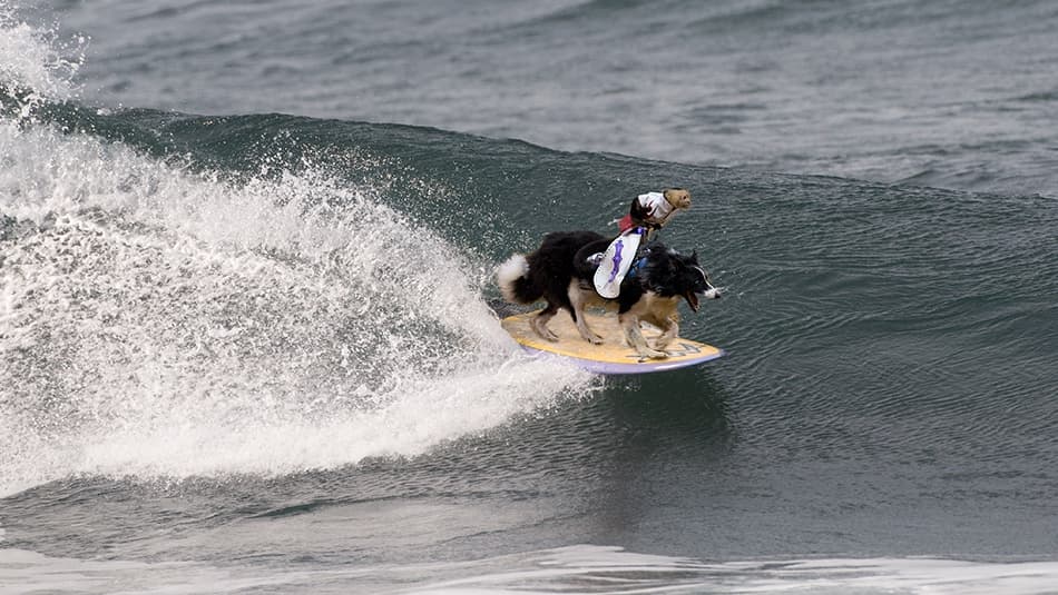 Surfing Dog Duo by Alfred Forns — canvas wall art