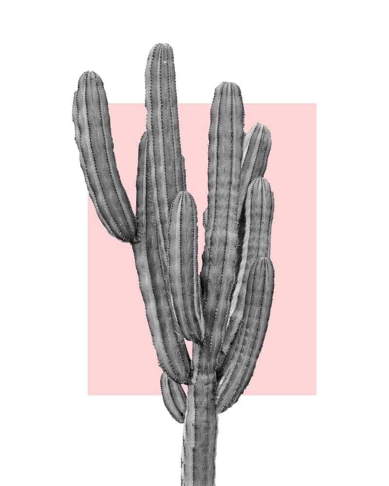 Monochrome Desert Cactus by Bronwyn Baker — canvas wall art