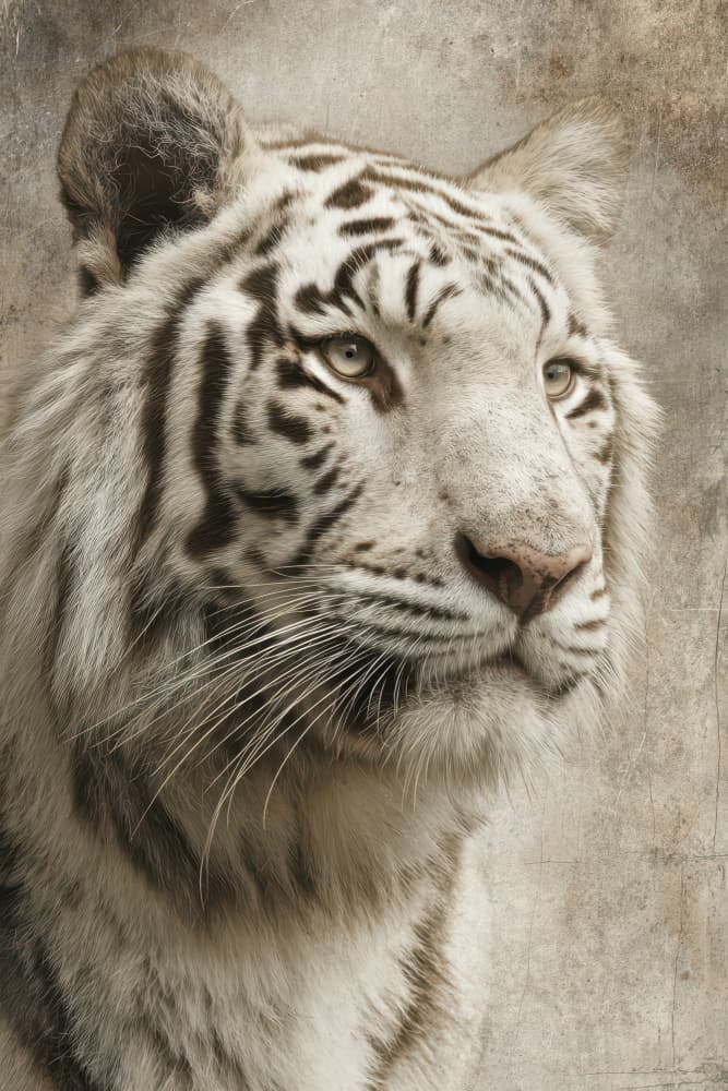 Majestic White Tiger Portrait by Rafal Kulik — canvas wall art