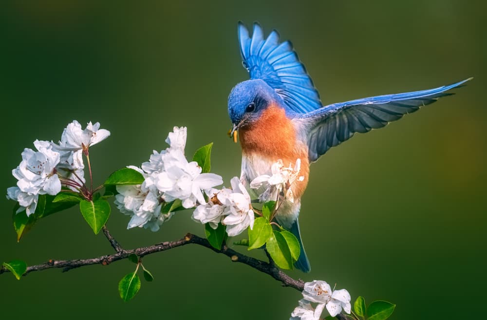 Eastern Bluebird Landing by Ben.C.L — canvas wall art