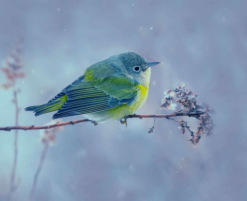Green Bird In Snow by Yu Cheng — canvas wall art