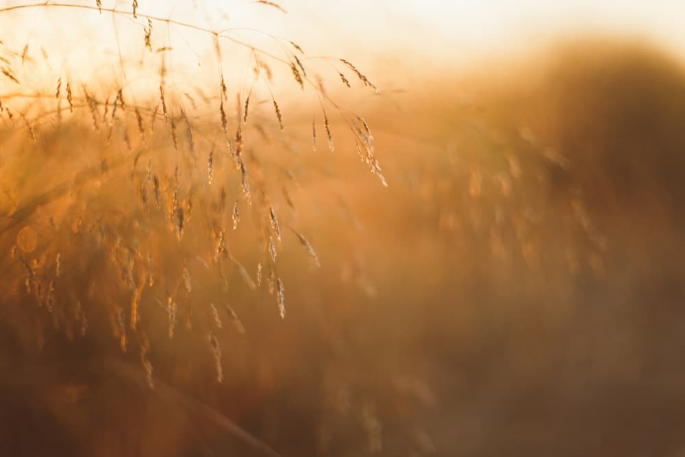 Golden Hour Grass by Javier Pardina — canvas wall art