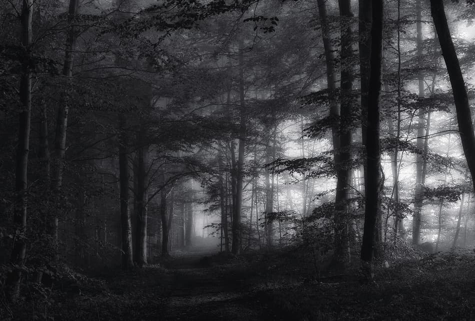 Misty Forest Path by Norbert Maier — canvas wall art