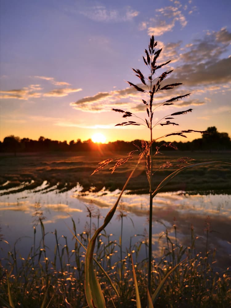 Golden Hour Grassland by Angelo Cerantola — canvas wall art