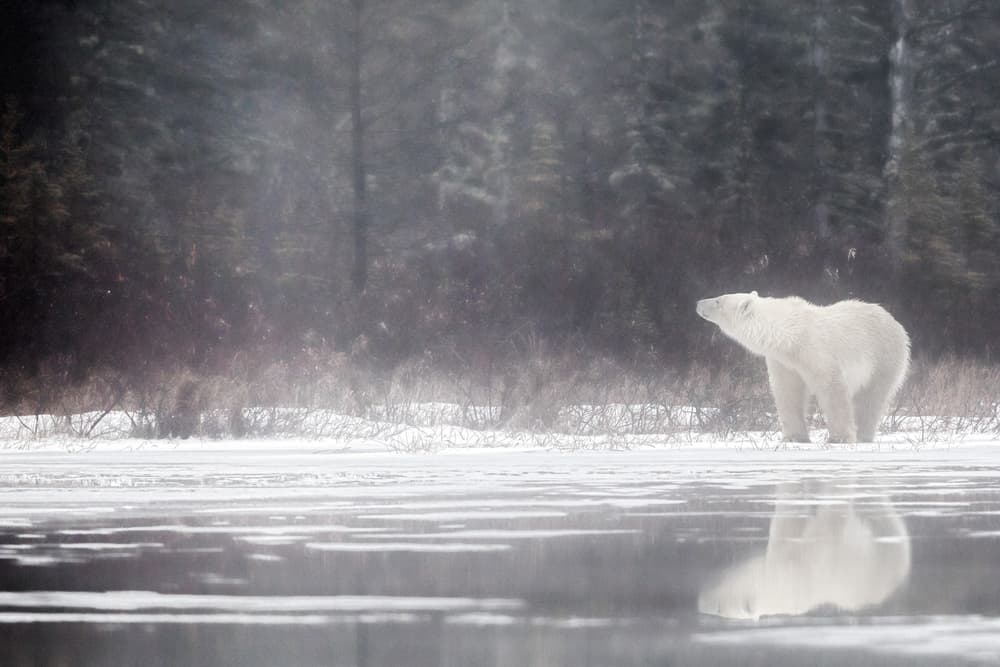 Arctic Polar Bear Reflection by Alessandro Catta — canvas wall art