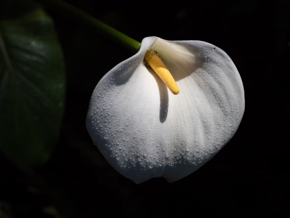 Dew Kissed Calla Lily by Dirk Lombard — canvas wall art