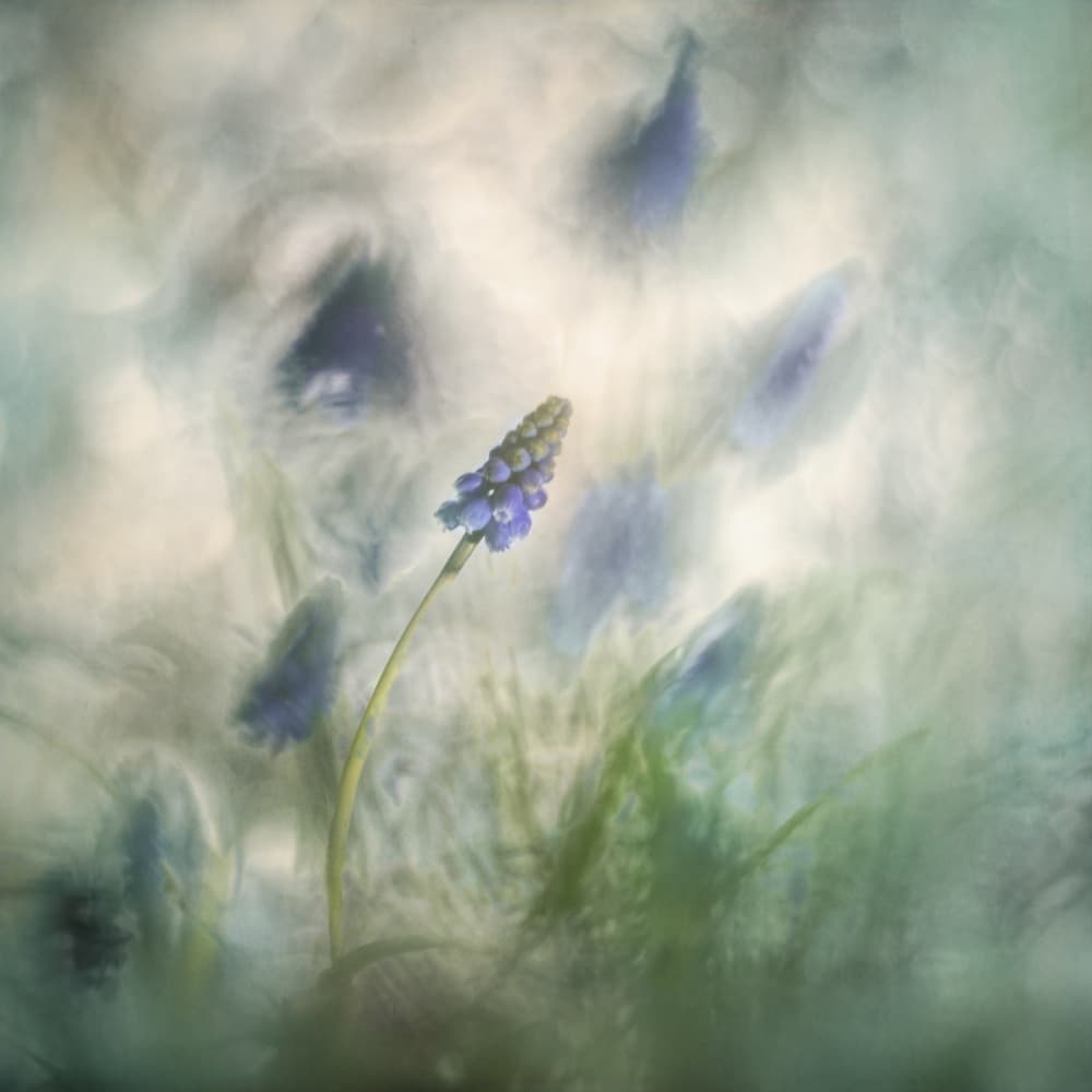 Spring messenger by Nel Talen — canvas wall art