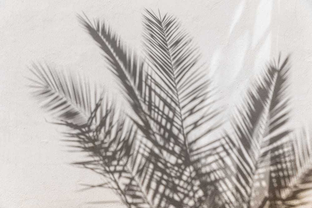 Palm Shadow Play by Mareike Böhmer — canvas wall art