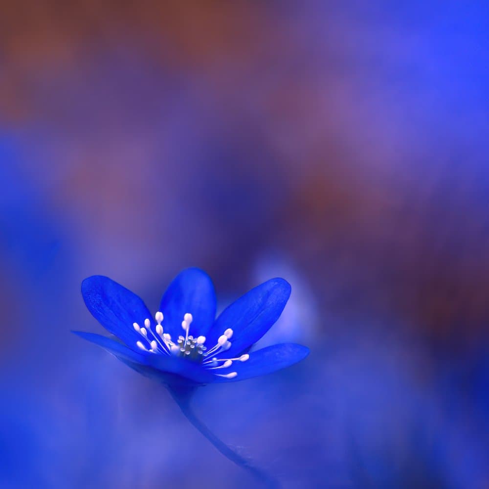 Vibrant Blue Flower by Ylva Sjögren — canvas wall art