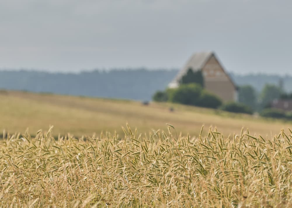 Golden Wheat Field by Hamed Bank — canvas wall art