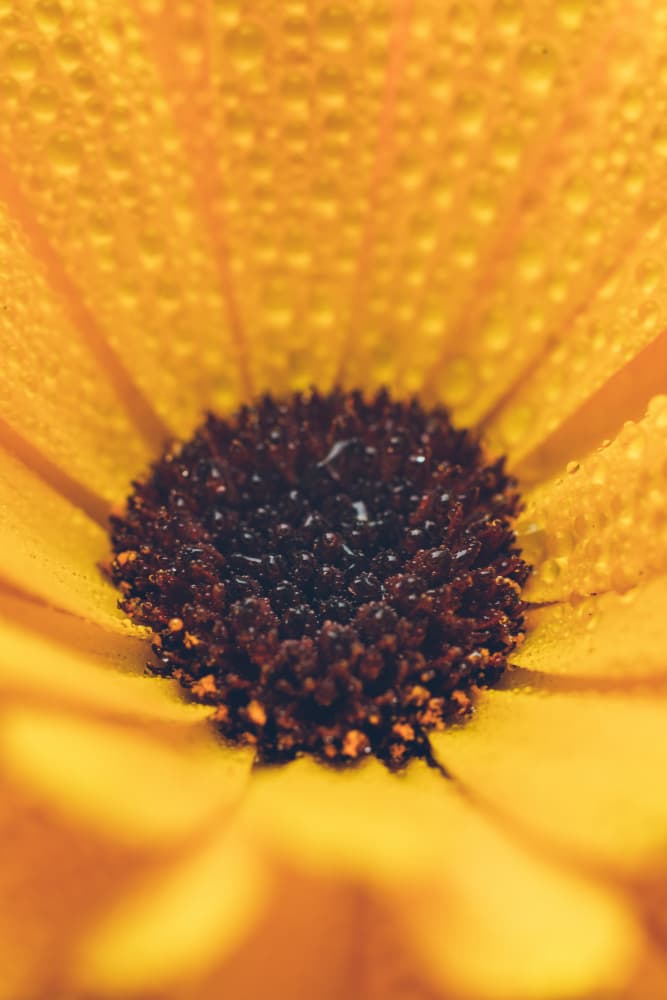 Golden Flower Dew by Javier Pardina — canvas wall art