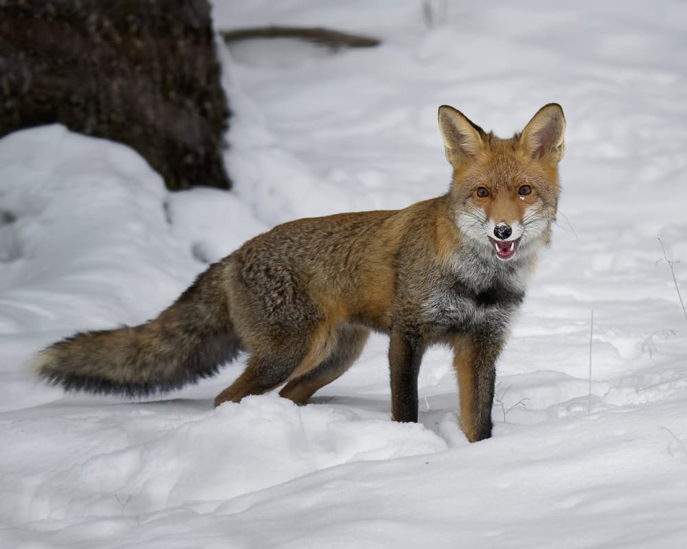 Majestic Winter Fox by Michaela Firešová — canvas wall art