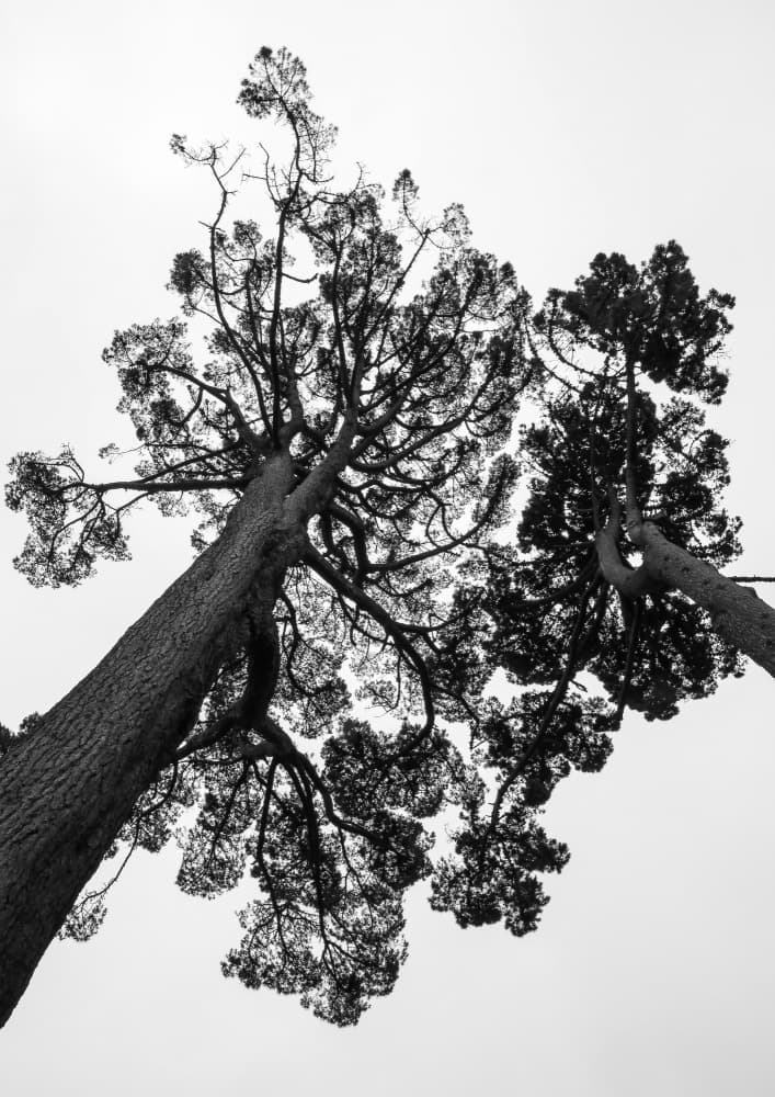 Towering Pines by Shot by Clint — canvas wall art