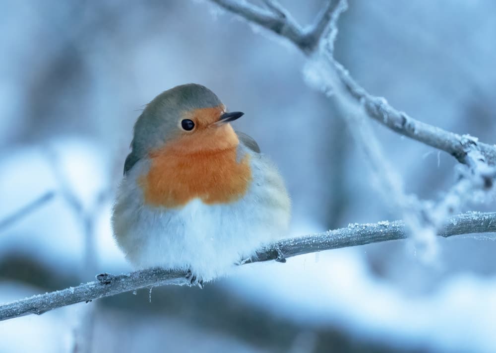 Fluffy Winter Robin by Allan Wallberg — canvas wall art
